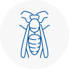 Isle Of Walney Wasp Nest Removal